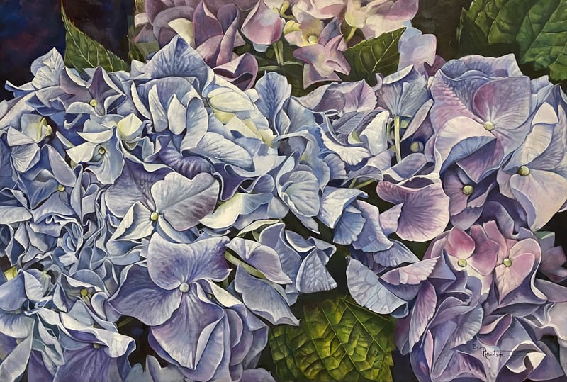 Hydrangeas