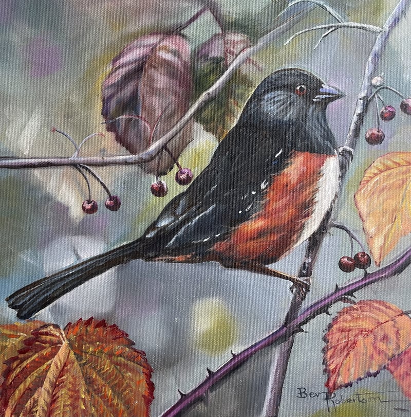 Spotted Towhee