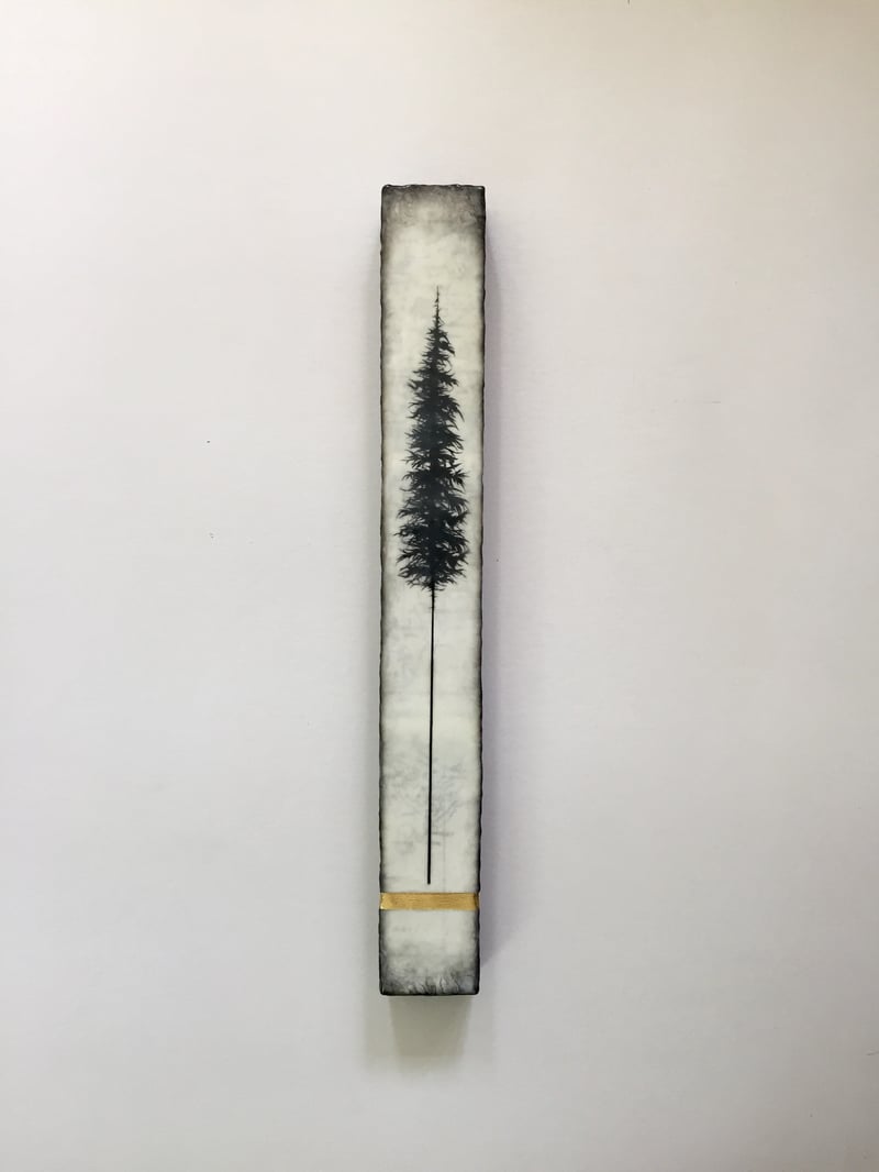 Tall Trees Series