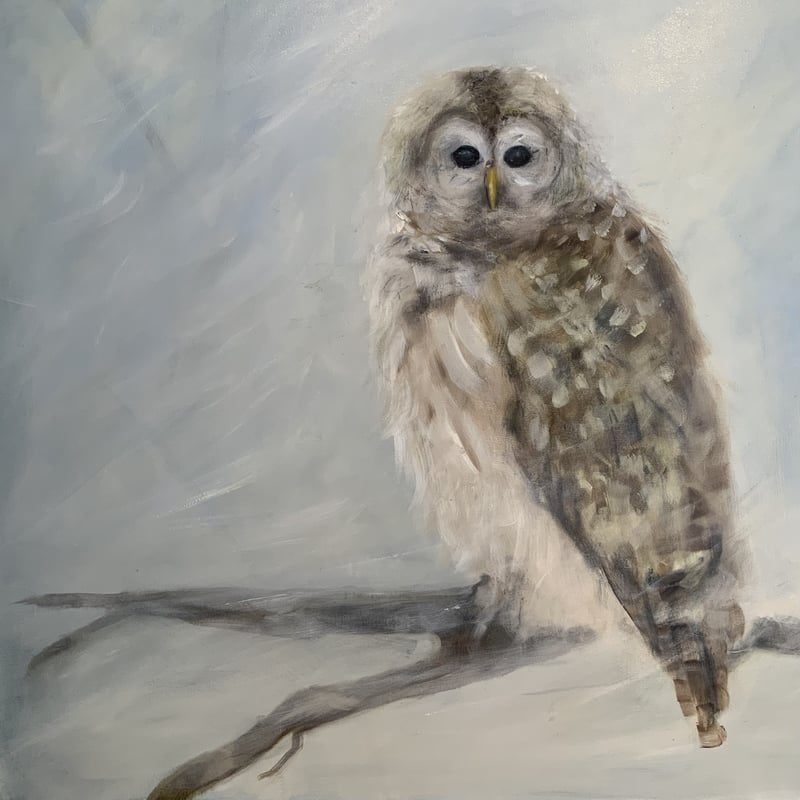Barred Owl