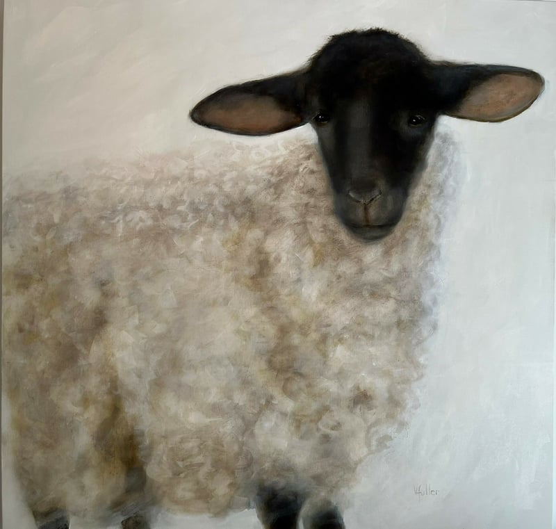Black Faced Sheep