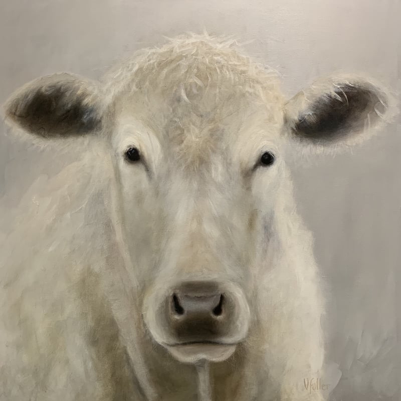 Charlotte the Charolais Cow
