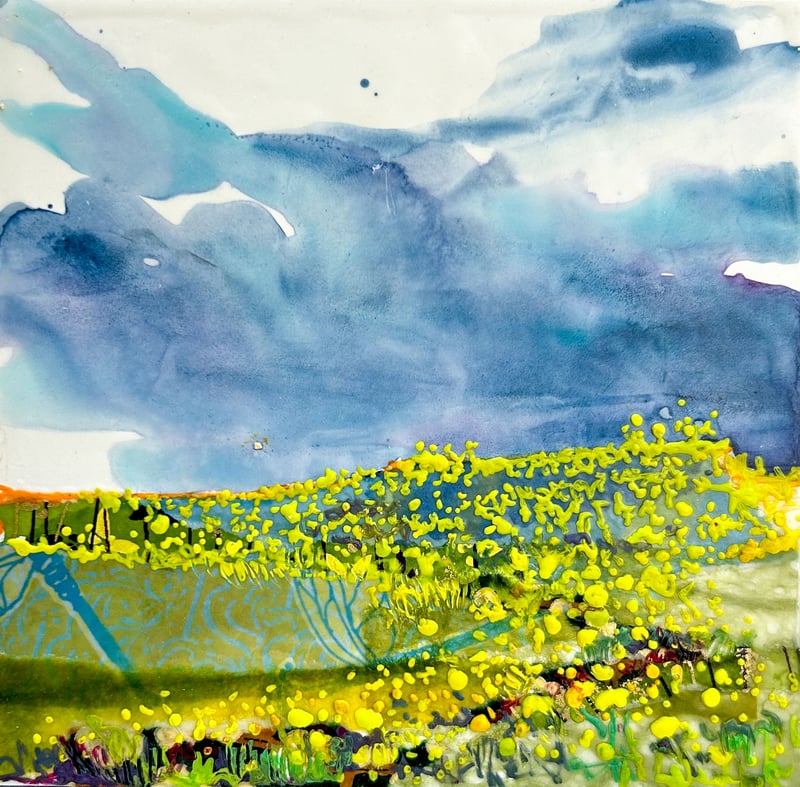 Canola Splash